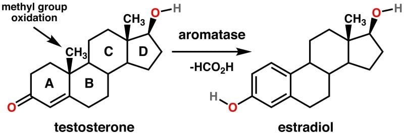 testosterone converts to estradiol