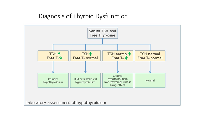 thyroid panel