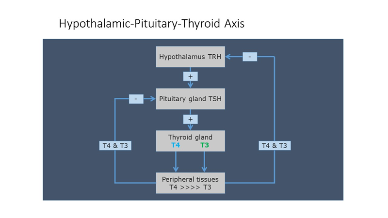 A medical image showing hypothyroidism with pythiosis, highlighting the importance of TSH w/Reflex to FT4 testing for accurate assessment of thyroid function.