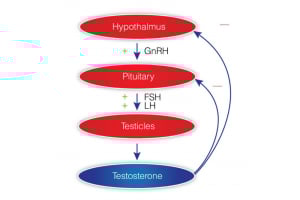 Testosterone production, action, and clinical manifestations