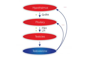 Testosterone production, action, and clinical manifestations