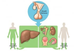 IGF-1 Test: Roles and Potential  Benefits