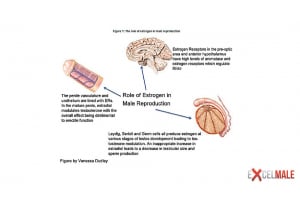 Effects of High or Low Estrogen in Men