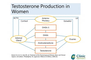Low Testosterone in Women: Treatment Options