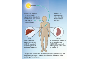 Vitamin D and Testosterone: Is There a Link?