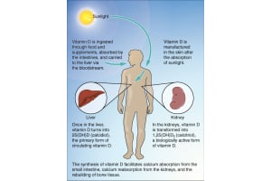 Master Your D Vitamin Level: Health Optimization Guide
