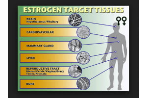 High Estradiol Blood Level in Men:  How High is Too High?