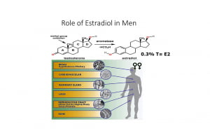 Estradiol Blood Level in Men: Why It is Important