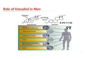 Estrogen in Men: Roles and Emerging Knowledge