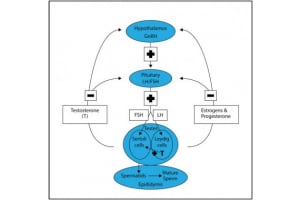 How to Stop TRT with Post Cycle Therapy (PCT)