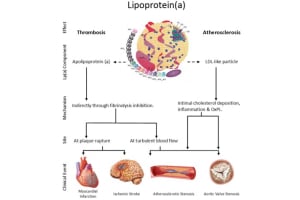 Lipoprotein a: The Quiet Killer