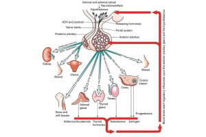 Key Pituitary And Thyroid Hormone Tests Before Starting Testosterone 