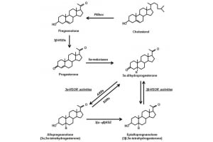 Pregnenolone for Men:  What We Need to Know