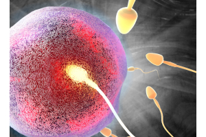 How to Increase Testosterone and Preserve Your Fertility