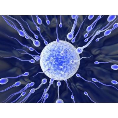 TRT + HCG semen fertility testicular