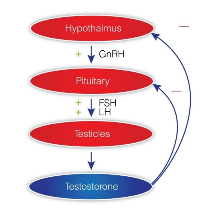 testosterone HPTA axis feedback