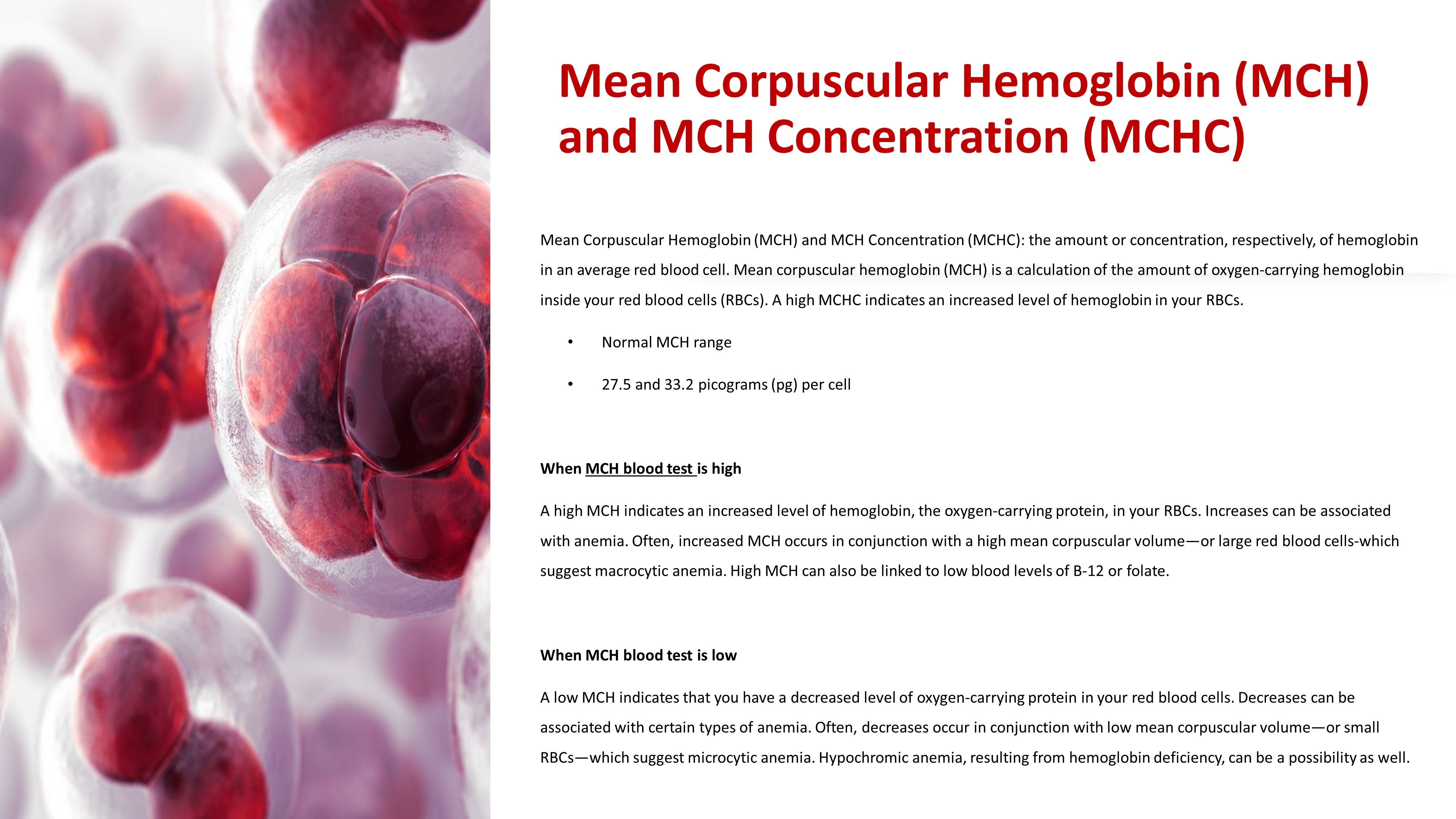 MCHC Blood Test