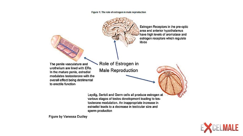 Effects of High or Low Estrogen in Men