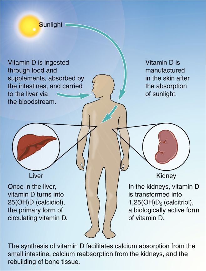 vitamin D and testosterone