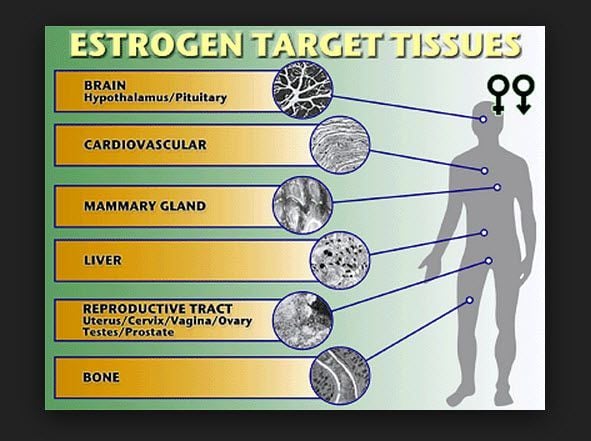 high estradiol estrogen symptoms men