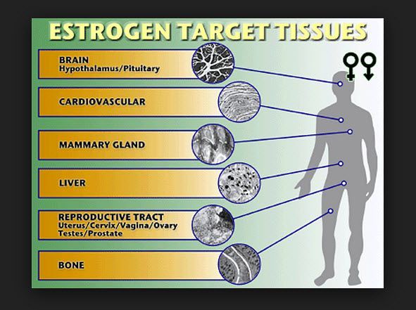 What Is Optimal Estradiol Range For Libido Erection Excel Male TRT Forum