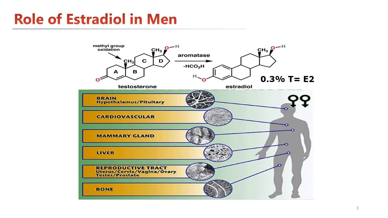estrogen in men