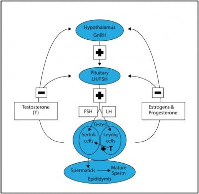 Testosterone therapy and your cycle