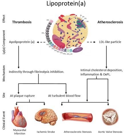 lipoprotein a