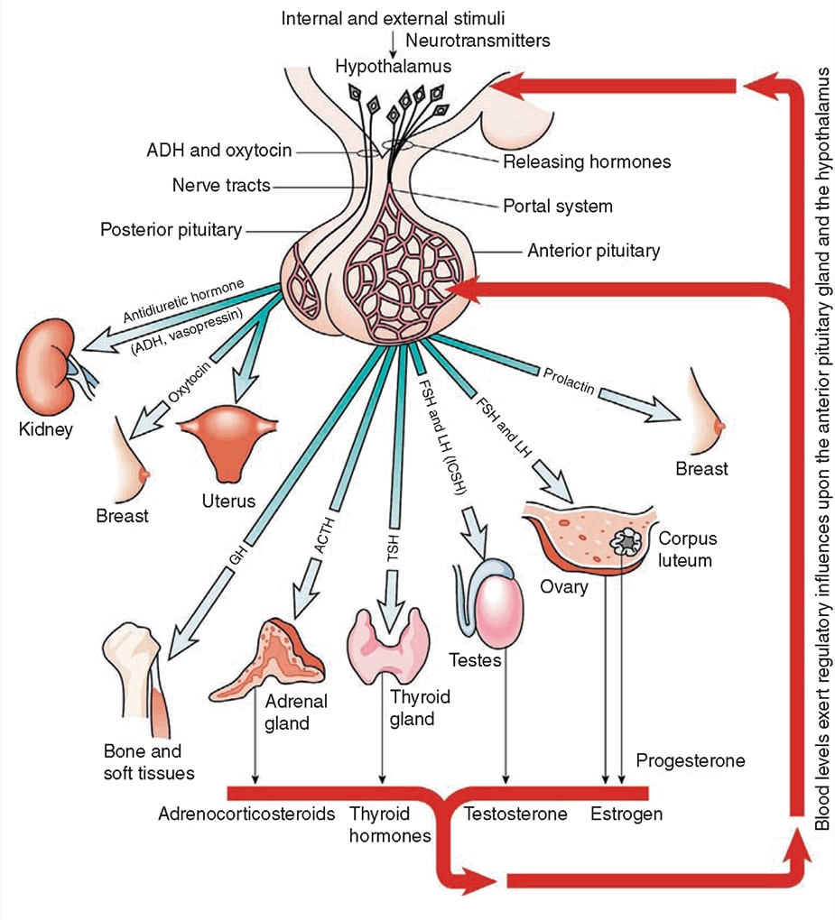 Pituitary hormones blood tests