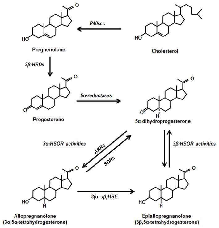 pregnenolone for men