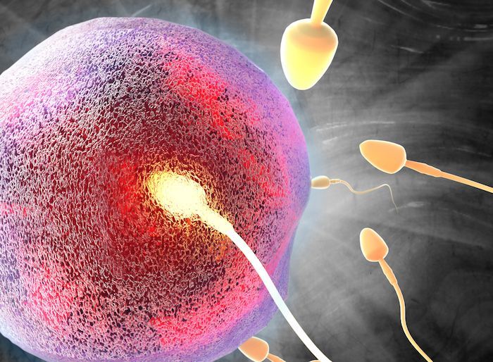 TRT sperm count