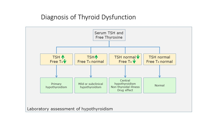 TSH with Reflex to FT4 Testing for Thyroid Function