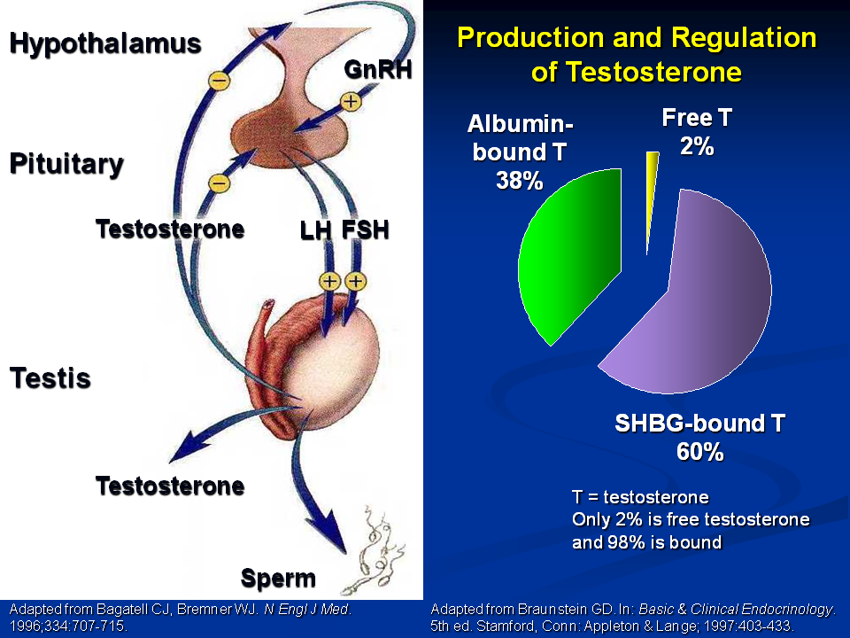 Free Testosterone SHBG albumin test
