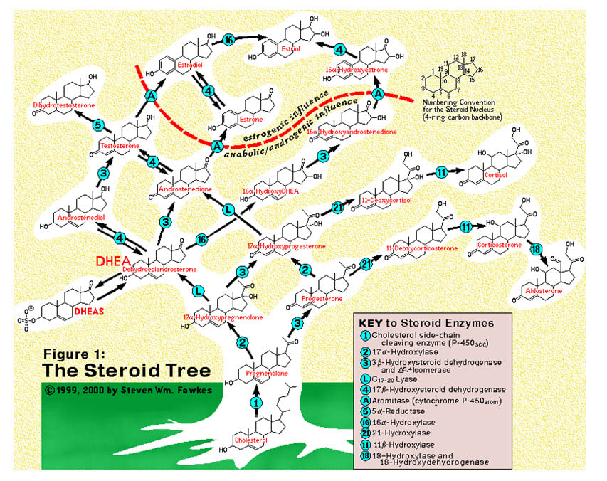 Hormone Tree